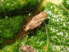 Teleonemia scrupulosa