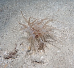 Isarachnanthus