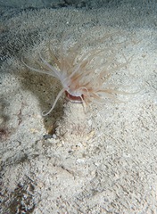 Isarachnanthus