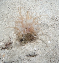 Isarachnanthus