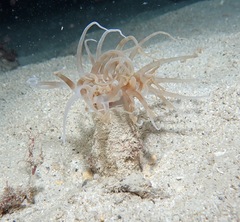 Isarachnanthus