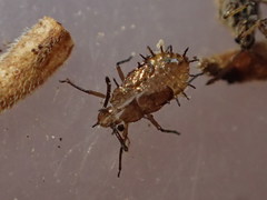 Teleonemia scrupulosa