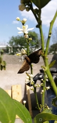 Achlyodes pallida