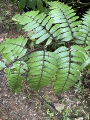 Cyathea borinquena