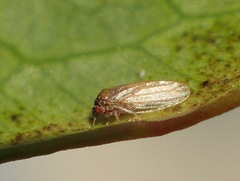 Ctenarytaina longicauda