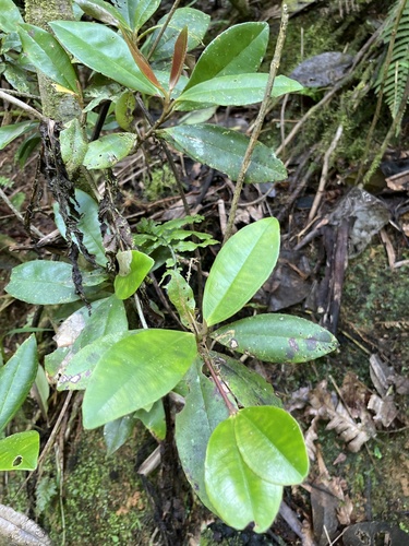 Cigarbush (Hedyosmum arborescens)