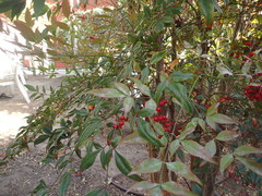 Ctenarytaina longicauda