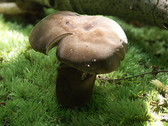 Tylopilus alboater