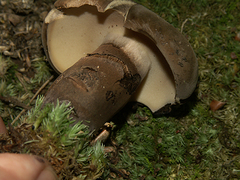 Tylopilus alboater