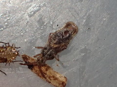 Teleonemia scrupulosa