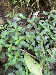 Lepidagathis alopecuroidea