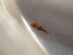 Ctenarytaina longicauda