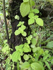 Pilea inaequalis