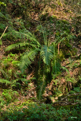 Neoblechnum brasiliense