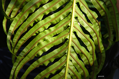 Neoblechnum brasiliense