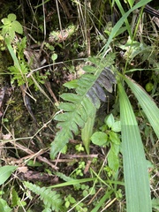 Blechnum polypodioides
