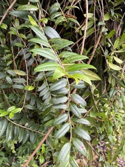 Marcgravia rectiflora