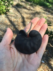 Enterolobium contortisiliquum