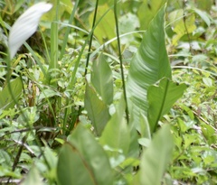 Spathiphyllum wallisii