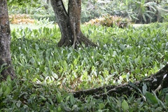 Spathiphyllum wallisii
