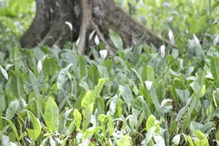 Spathiphyllum wallisii