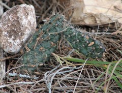 Opuntia fragilis