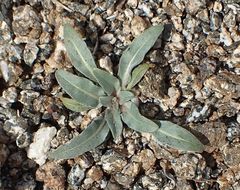 Camissoniopsis confusa