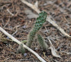 Opuntia fragilis