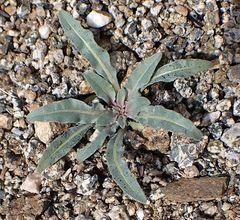 Camissoniopsis confusa