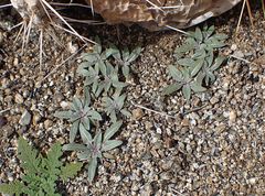 Camissoniopsis confusa