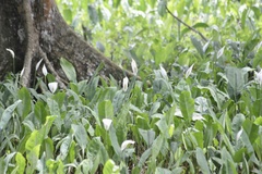Spathiphyllum wallisii