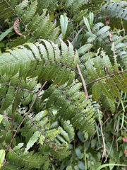 Cyathea borinquena