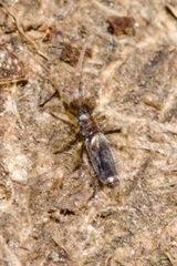 Entomobrya dorsalis