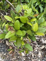 Tabebuia rigida