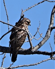 Buteo lineatus