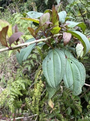 Miconia sintenisii