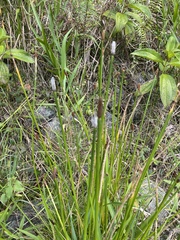 Eleocharis elegans
