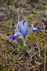 Iris reticulata