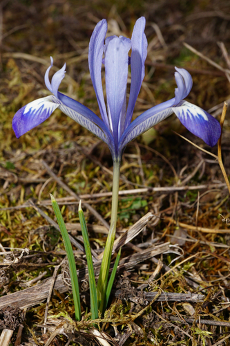 Iris reticulata