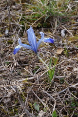 Iris reticulata