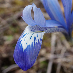 Iris reticulata