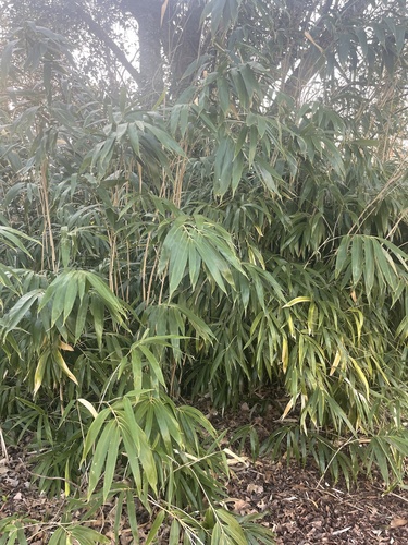 Pseudosasa japonica iNat (2)