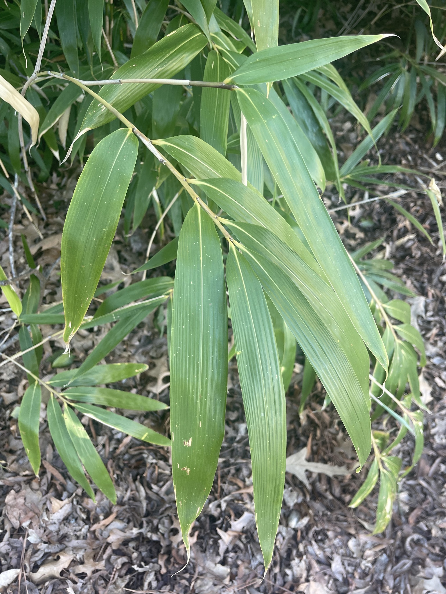Pseudosasa japonica