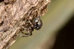 Dipoena melanogaster