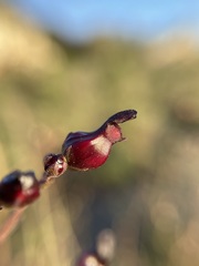 Scrophularia atrata
