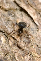 Dipoena melanogaster