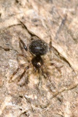 Dipoena melanogaster