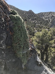 Petrophytum caespitosum caespitosum