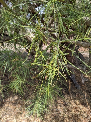 iNaturalist observation photo of Mexican palo verde