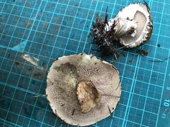 Suillus viscidus